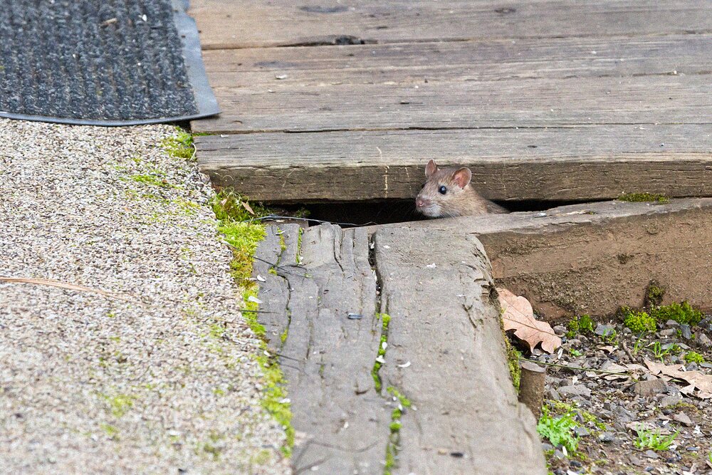 Small mouse emerging from a narrow gap in the timber of a house deck