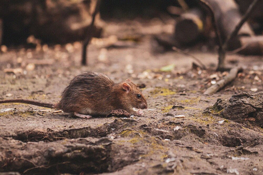 Brown rat foraging at ground level among logs and leaf litter