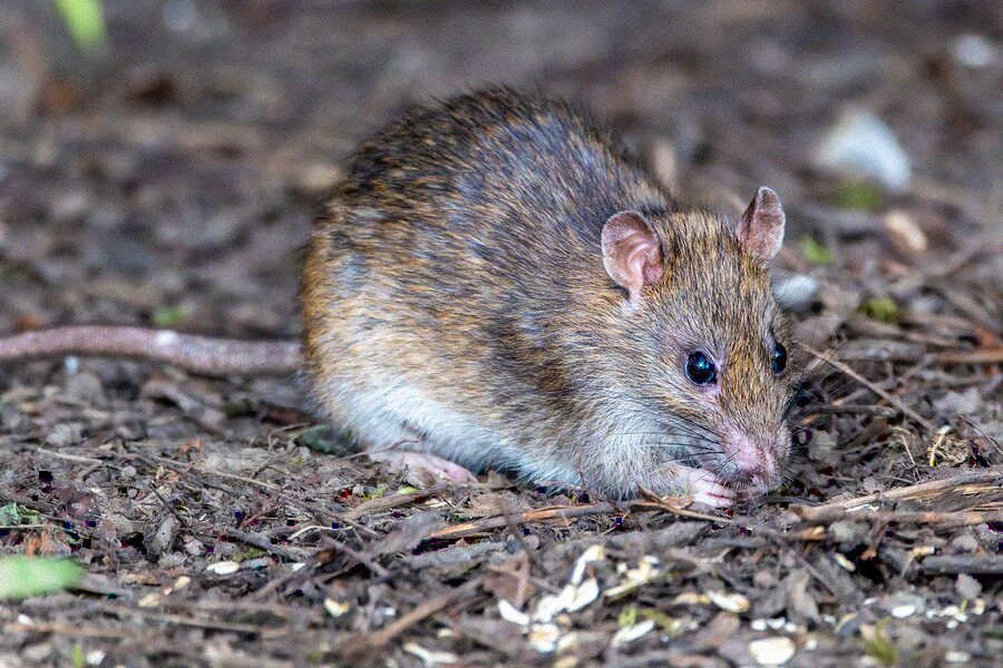 Close-up of a brown rat foraging among leaf litter at ground level