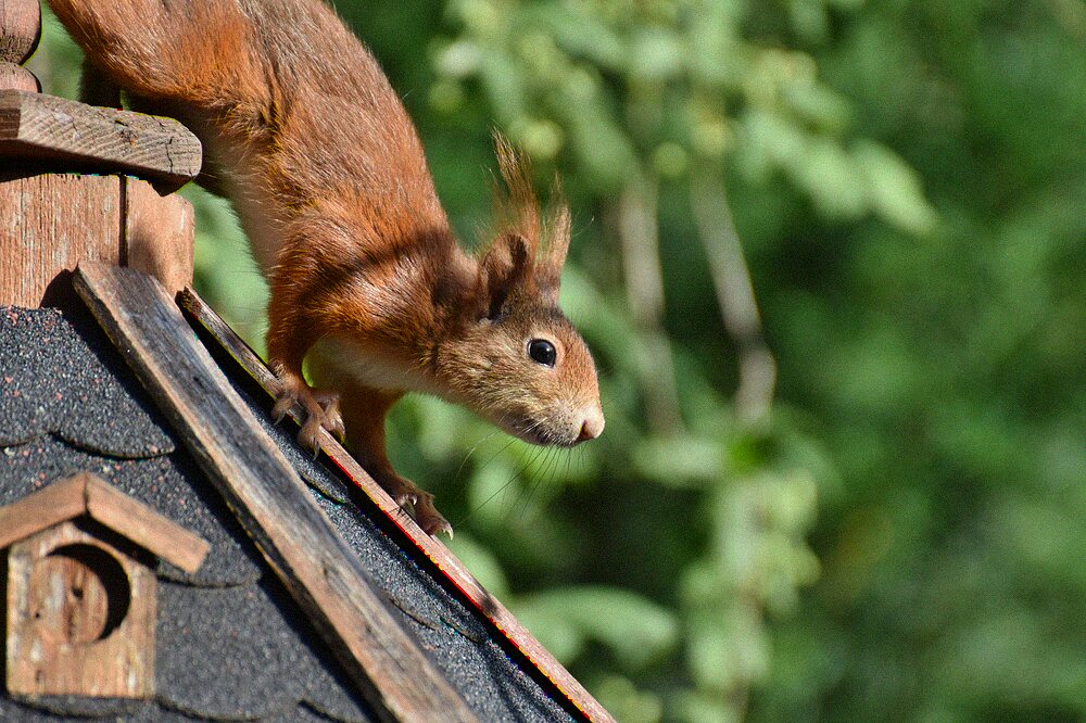 Squirrel perched on the edge of a rooftop